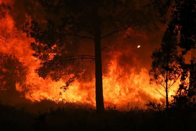Climate change causes forest fires in many areas around the world, leading to biodiversity loss