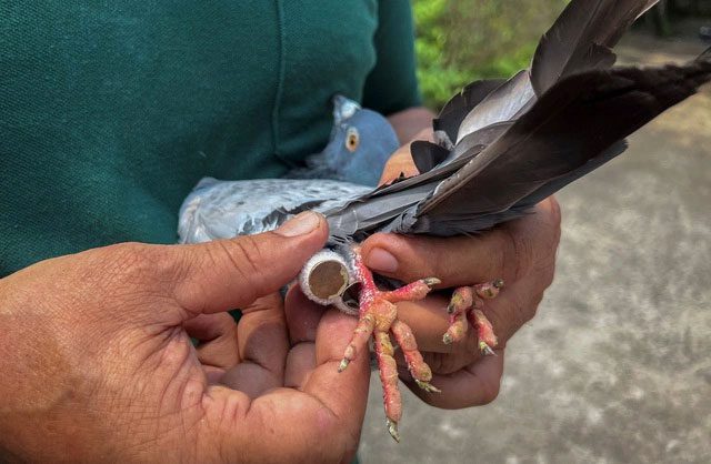 Homing pigeons in India.