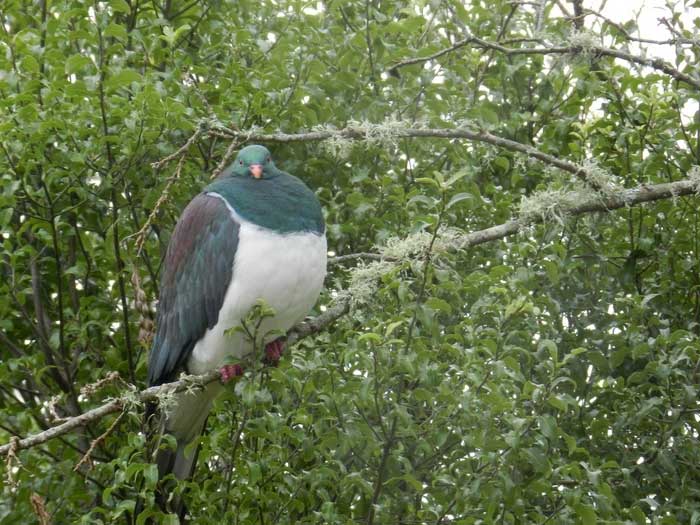 The bird is known as 'the drunks' due to their preference for eating overripe fruits.