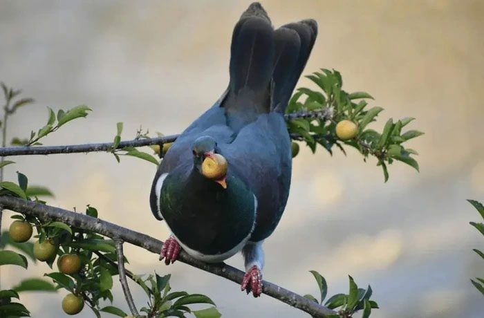 The population of this bird has decreased significantly.