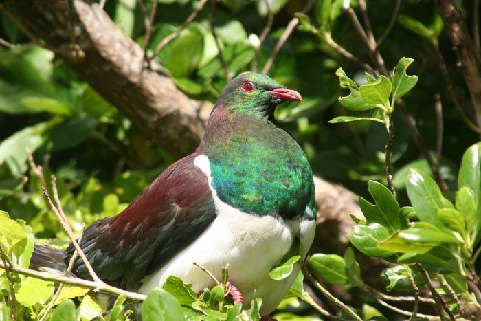 Kereru, also known as the New Zealand wood pigeon.