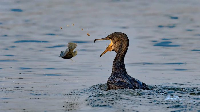 Cormorant