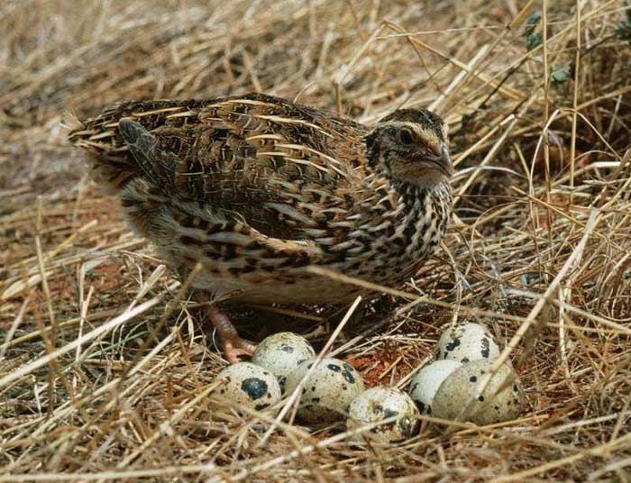 When threatened, quails will flee.