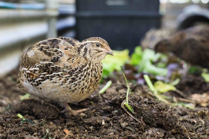 Quails prefer warm environments, often nesting on the ground.
