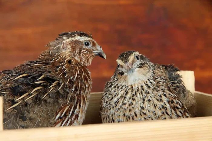 In winter, quails live in groups, huddling together for warmth.
