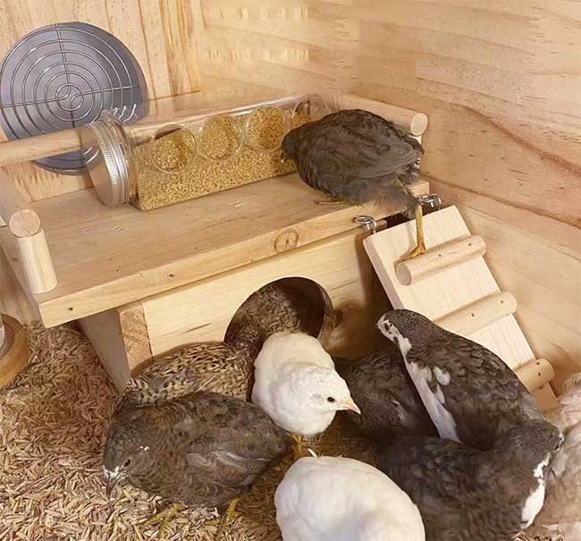 Rutin chickens