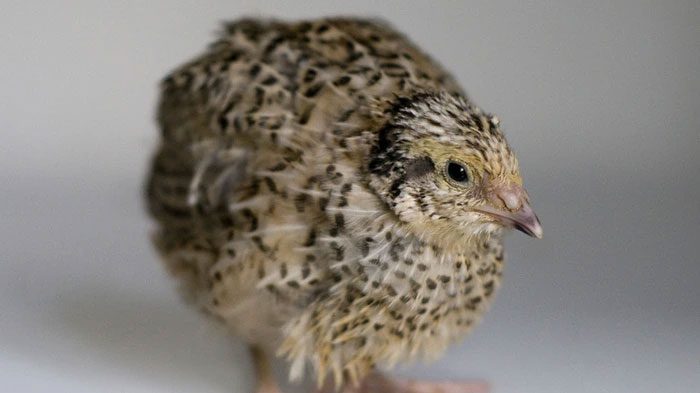 Japanese Quail