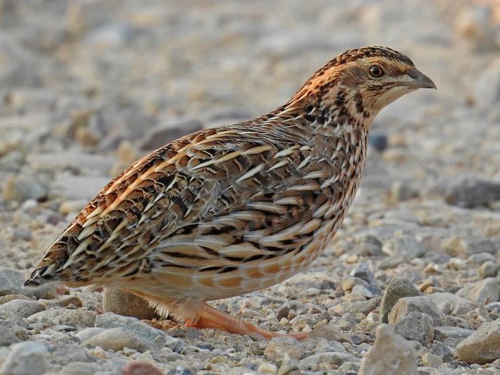 Quails can fly short distances but primarily live on the ground.