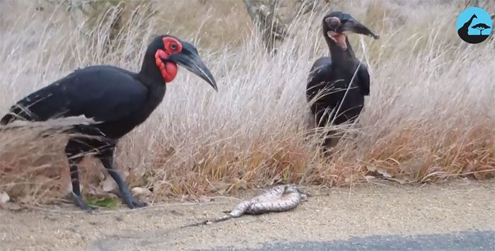 The family of ground hornbills kills a pair of puff adders to feed.