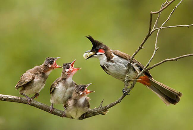 Instead of feeding each chick individually, they prioritize the healthier ones.