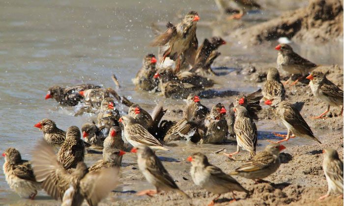 Red-billed sparrows are the most populous wild birds in the world.