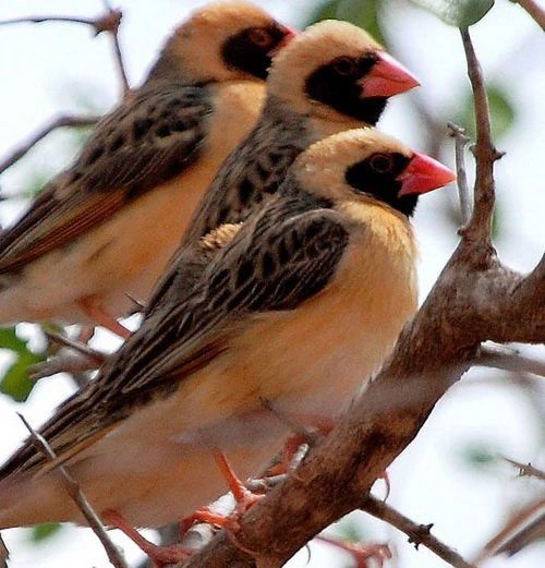 Red-billed sparrows