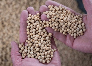 china certifies first genetically modified crop safety 127321