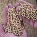 china certifies first genetically modified crop safety 127321
