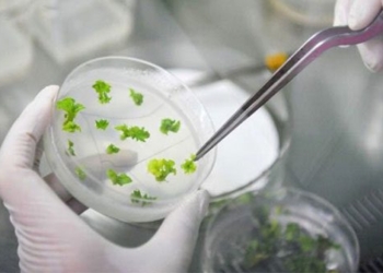 china establishes seed bank network to preserve plant gene resources 126834