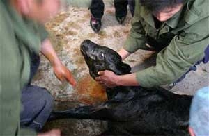 china releases disease resistant sweet potato 5202