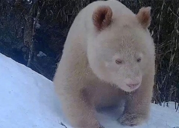 china releases images of the unique white bear 127721