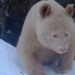 china releases images of the unique white bear 127721