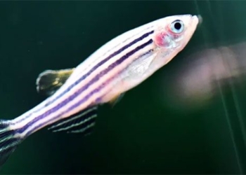 china sent fish to space what is special 128813