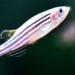 china sent fish to space what is special 128813