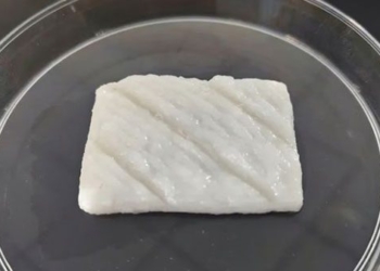 chinese scientists create fish lip in laboratory 127711