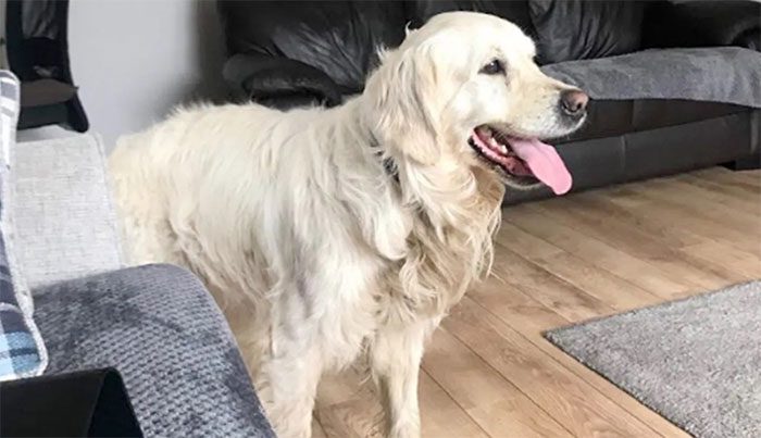Dog Cooper