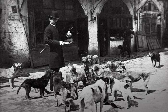 Thousands of abandoned dogs live harmoniously on Sivri Ada.