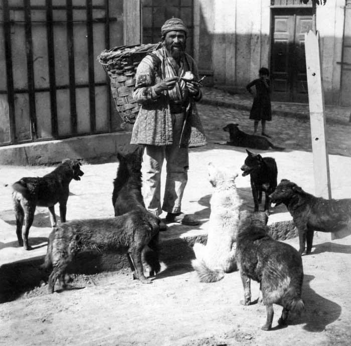 Sivri Ada has a long and complex history with its dog population.