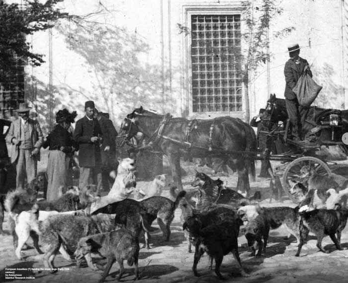 Dogs live in every corner of the island