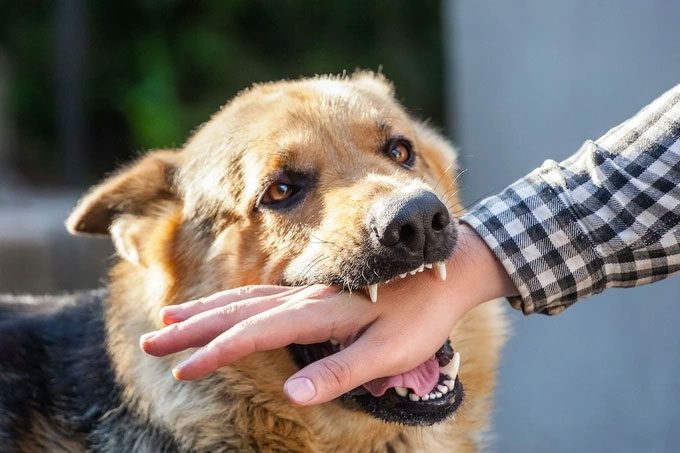 Dog bites human
