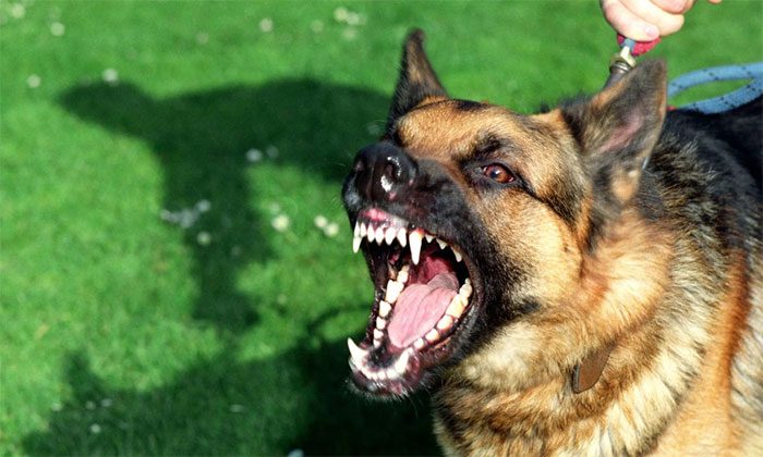 Dogs tend to be more aggressive on hot, sunny days