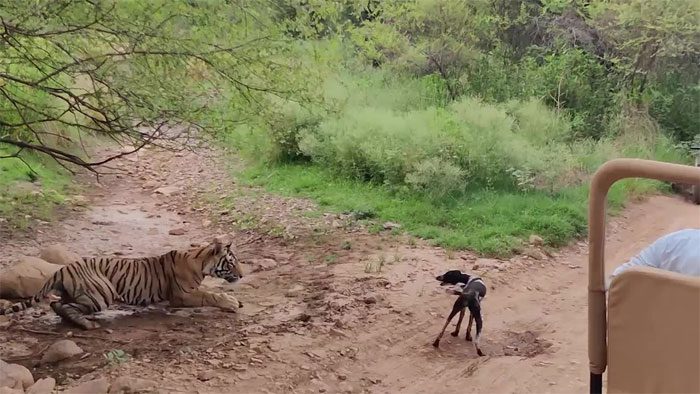 A tiger relaxing as a stray dog approaches and begins barking.