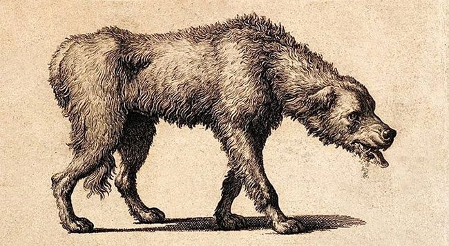 Image of a rabid dog