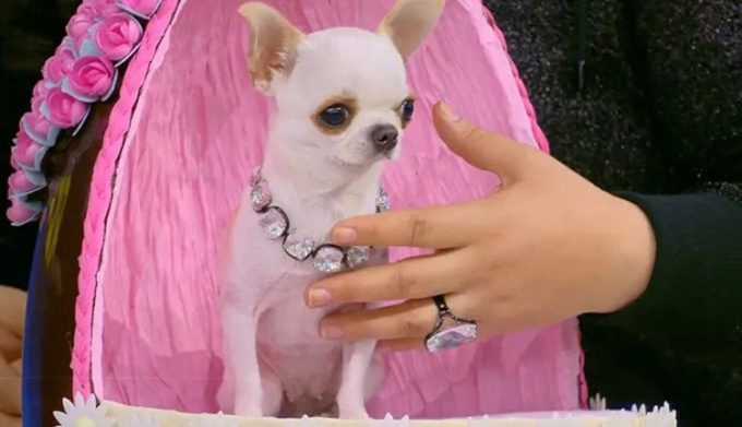 Pearl appears on the television show Lo Show Dei Record.