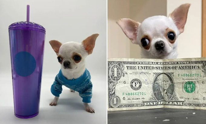 Pearl sets a new record for the shortest dog in the world.