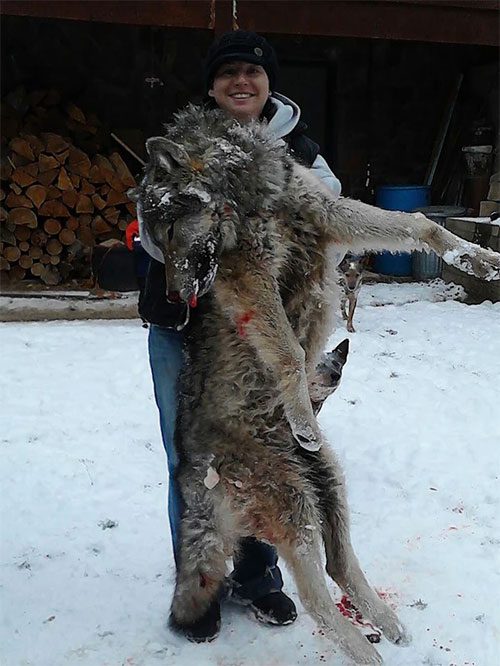 The gray wolf is the largest member of the Canidae family and the most famous wolf species.