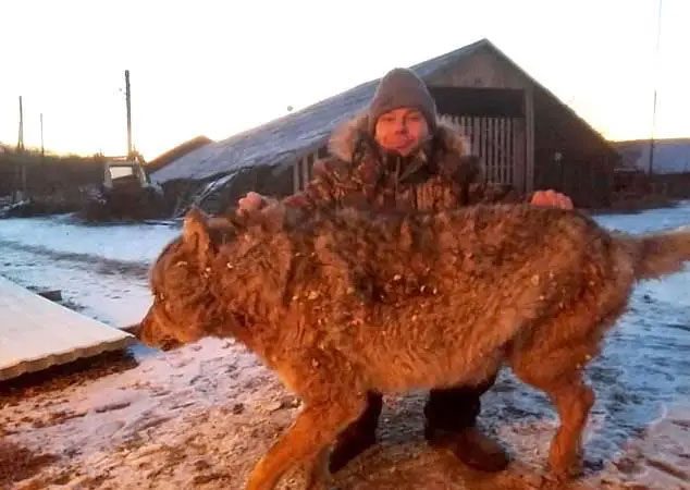 The gray wolf shares a common ancestor with domestic dogs (Canis lupus familiaris).
