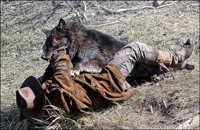 Wolf attacking a person