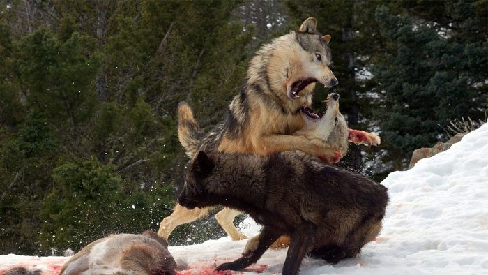 Gray Wolf