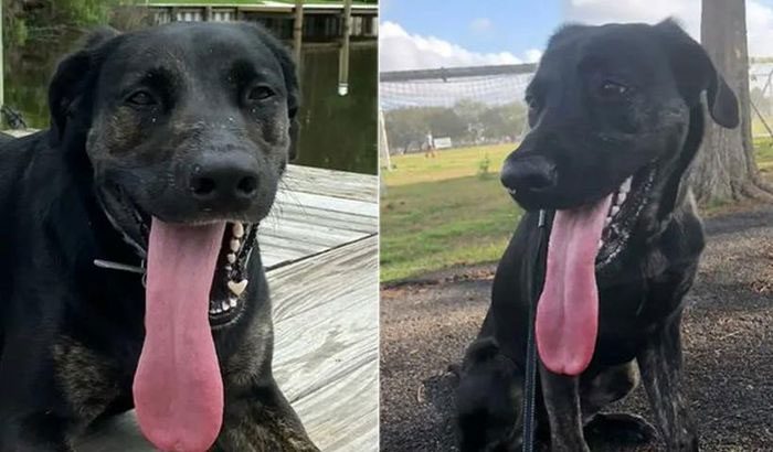 Zoey the dog holds the world's longest tongue.