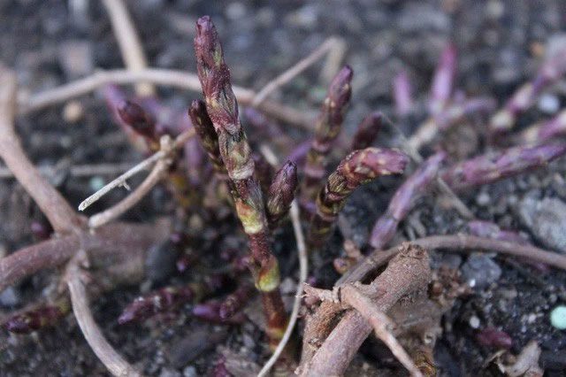 Hop flower buds are very rare, leading to their high price.