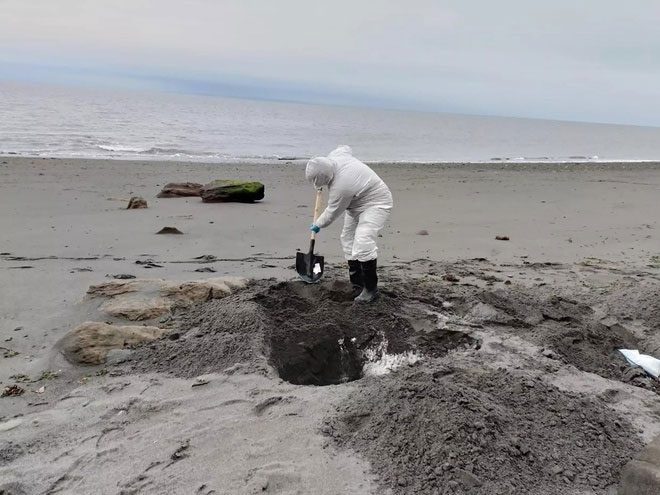 Officials in Chile are burying animals that died from avian influenza