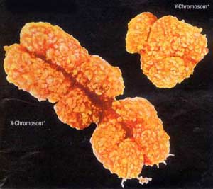 XY Chromosome Pair