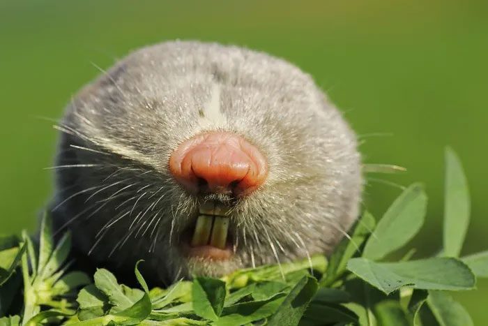 The naked mole rat is an underground rodent covered by dense fur.
