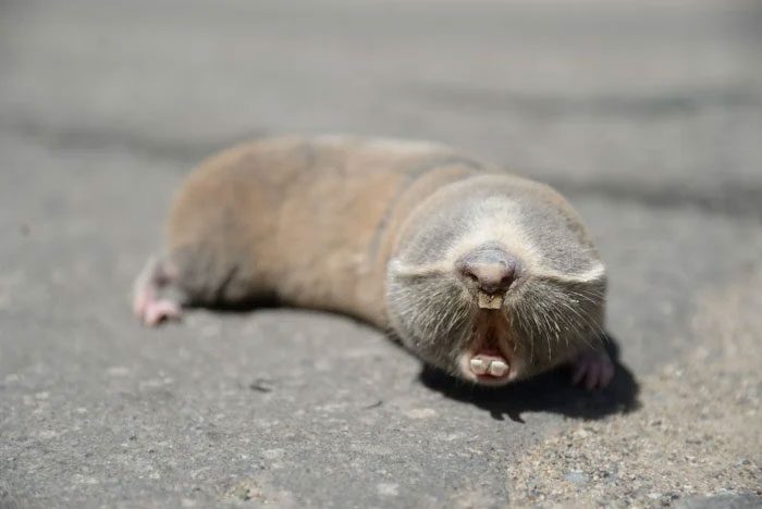 The eyes of the naked mole rat are located beneath the skin and fur.