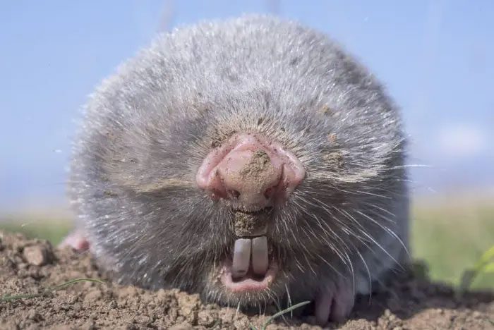 Naked mole rats can tolerate very high doses of chemotherapy with minimal side effects.