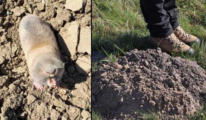 Naked mole rats can assist archaeologists in excavating historical sites.