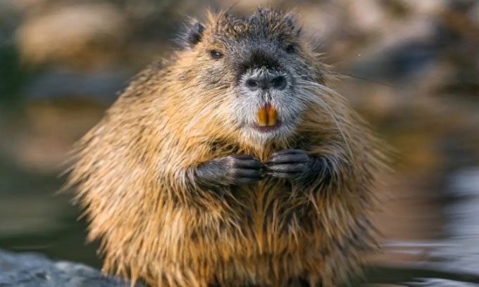 Nutria are devastating the environment in the U.S.