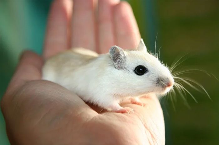 Jumping Mouse