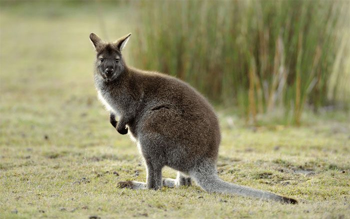 Wallabies can conceive 1 to 2 days before giving birth to another offspring.